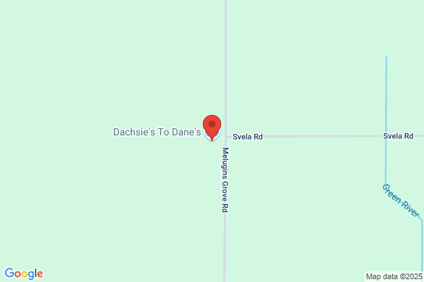 Dachsie's To Dane's