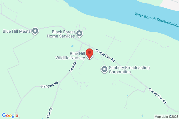 Blue Hill Tree Removal