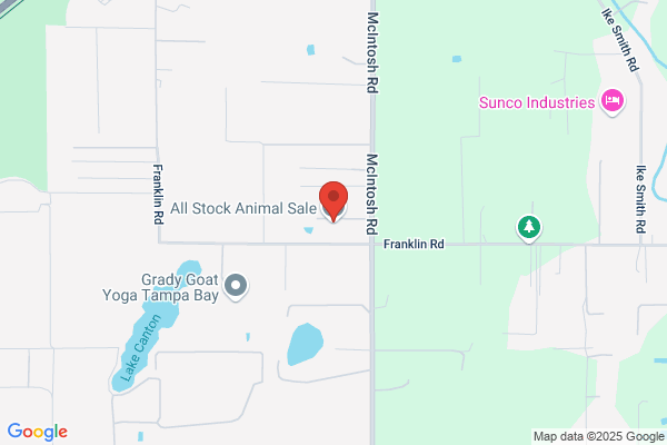 Tampa Horse Sales