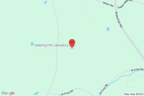 Sideling Hill Labradors