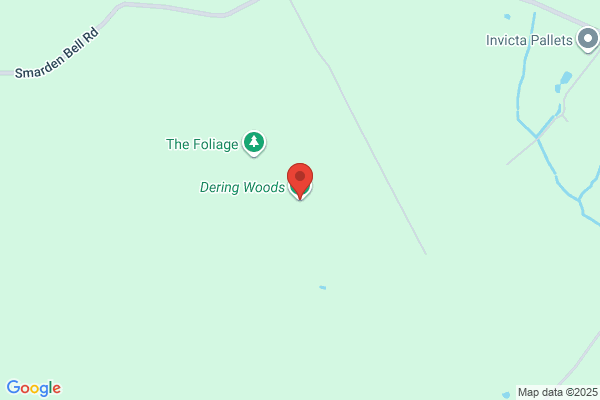 Ravaged Woods