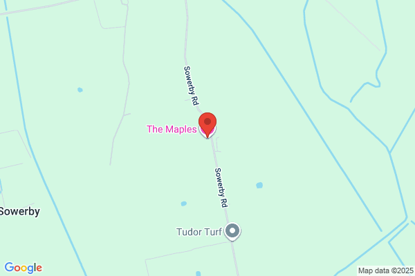 Maples the