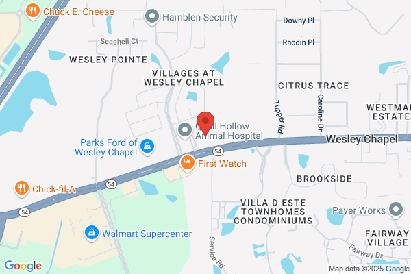 WellMed at Wesley Chapel