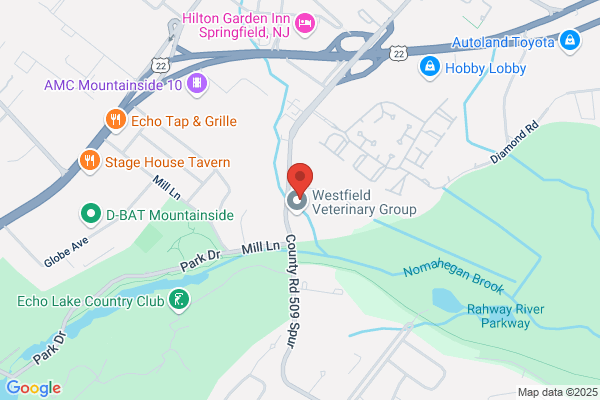 Taylor Bisceglia