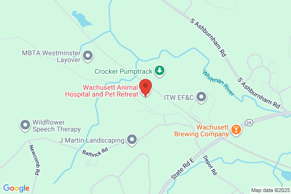 Taylor Neil - Wachusett Animal Hospital and Pet Retreat
