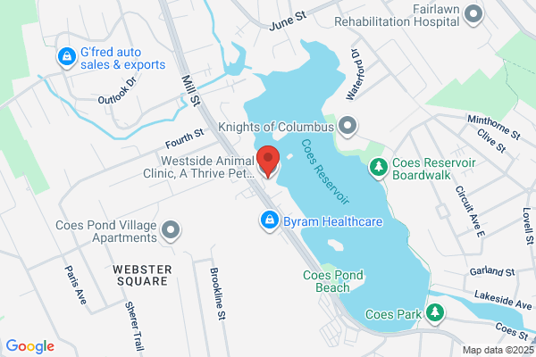 Westside Animal Clinic, A Thrive Pet Healthcare Partner