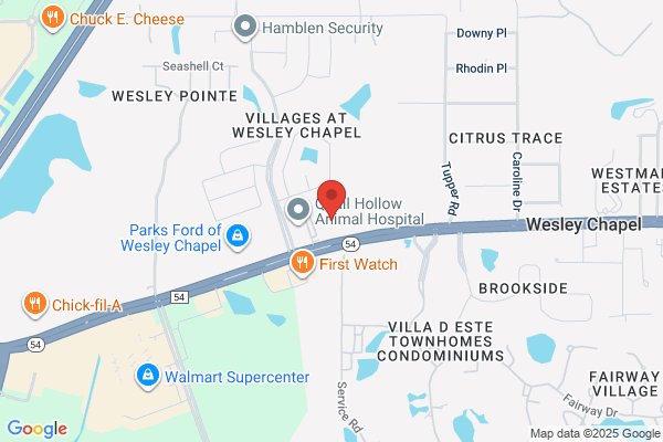 WellMed at Wesley Chapel