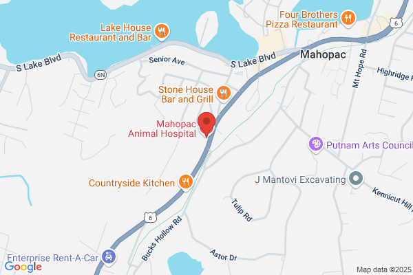 Megan Moore - Mahopac Animal Hospital