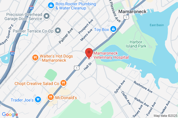Maria Kremerman - Mamaroneck Veterinary Hospital