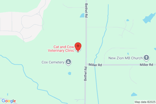 Eve Sheridan - Cat & Cow Veterinary Clinic